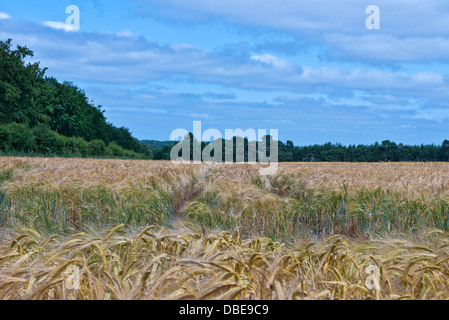 Ein Bereich der Gerste die A135, Thetford, Norfolk. England. Stockfoto