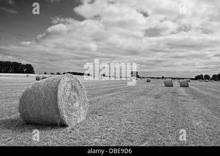 Ein Feld von Heu Ballen auf die A135, Thetford-Straße. Norfolk. England (Schwarzweiß) Stockfoto