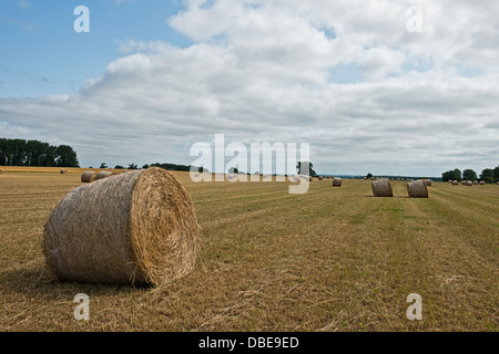 Ein Feld von Heu Ballen auf die A135, Thetford-Straße. Norfolk. England Stockfoto