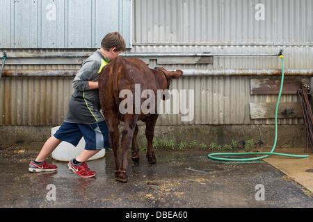 Ann Arbor, Michigan, USA. 29. Juli 2013. 9-Year-Old Glück Meister der Saline schiebt seine 4 Mund alte Rind Färse Vicky, wie er ihr beim Washtenaw County, die 4-H Jugend zeigen wäscht, Montag, den 29. Juli. Bildnachweis: Courtney Sacco/ZUMAPRESS.com/Alamy Live-Nachrichten Stockfoto