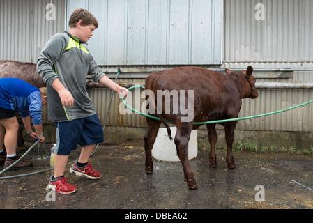 Ann Arbor, Michigan, USA. 29. Juli 2013. 9-Year-Old Glück Meister der Saline wäscht seine 4 Mund alte Rind Färse Vicky während der Washtenaw County 4-H Jugend, Montag, den 29. Juli zeigen. Bildnachweis: Courtney Sacco/ZUMAPRESS.com/Alamy Live-Nachrichten Stockfoto