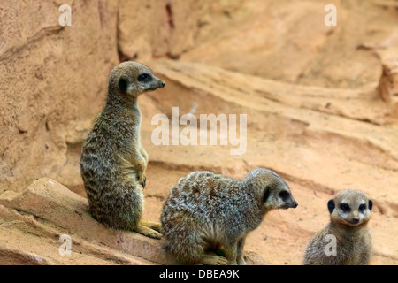 Ein Erdmännchen im Zoo von Chester Stockfoto