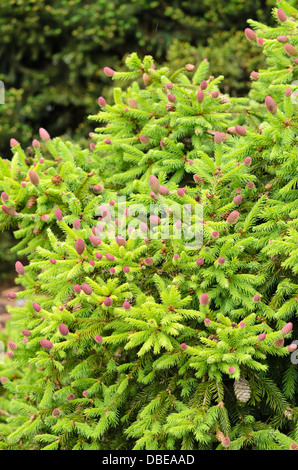 Zwerg gemeinsame Fichte (Picea abies 'acrocona Push" Syn. Picea abies 'Pusch') Stockfoto