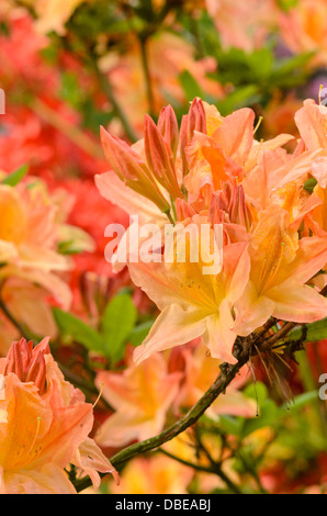 Laubabwerfende Azalee (Rhododendron Mollis "Prinses Juliana") Stockfoto