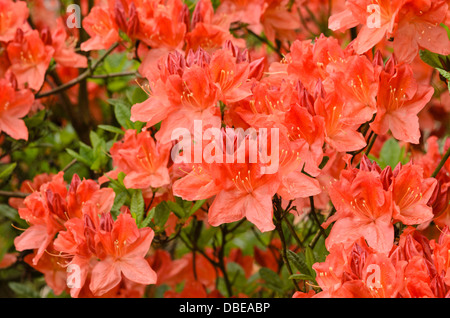 Laubabwerfende Azalee (Rhododendron Mollis 'Prominente') Stockfoto