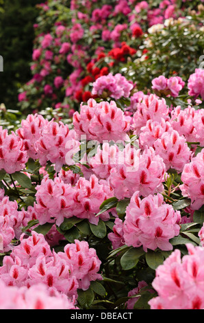 Großblumige rhododendron Hybriden (Rhododendron furnivall's Tochter) Stockfoto