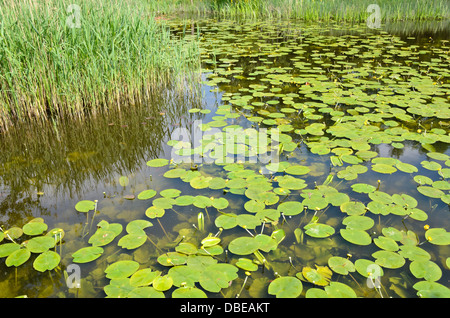 Gelbe Teich Lily (Nuphar lutea) Stockfoto