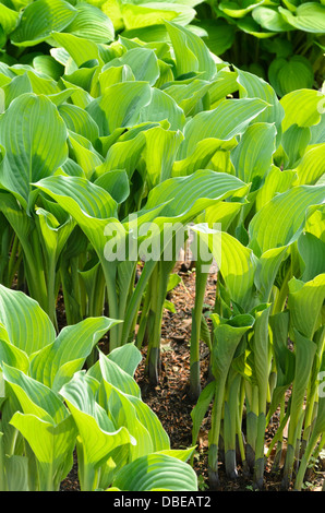 Wegerich Lily (Hosta nigrescens 'krossa Regal') Stockfoto