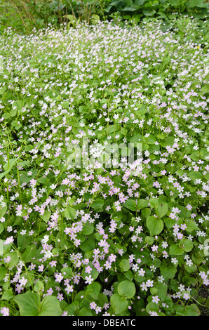 Sibirische Frühling Schönheit (claytonia Pumila syn. montia Pumila) Stockfoto