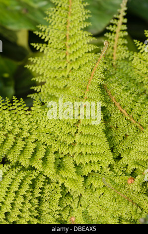 Weiche shield fern (polystichum setiferum plumosum densum'') Stockfoto