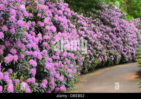 Catawba Rhododendron (Rhododendron catawbiense 'Roseum Elegans') Stockfoto