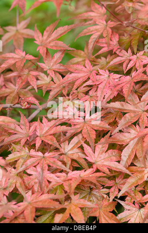 Japanischer Ahorn (Acer palmatum 'Beni maiko') Stockfoto