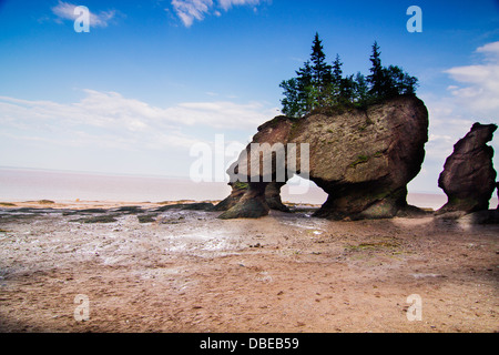 Die Hopewell Rocks bei Ebbe an der Küste von New Brunswick in der Bay Of Fundy mit den höchsten Tidenhub der Welt bekannt Stockfoto