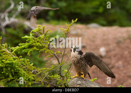 Amerikanischer Robin VS Wanderfalken in der Fundy Bay-Kanada Stockfoto