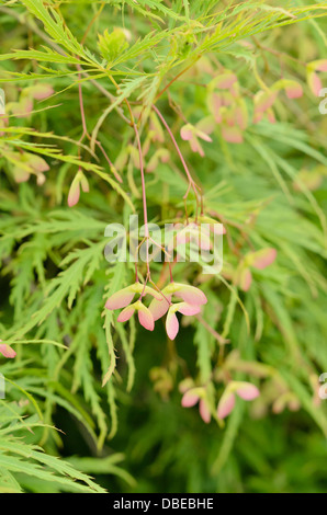 Japanischer Ahorn (Acer palmatum 'dissectum') Stockfoto