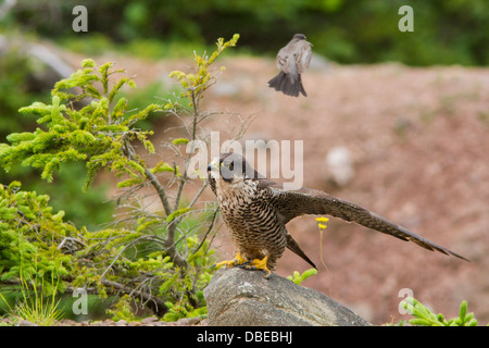 Amerikanischer Robin VS Wanderfalken in der Fundy Bay-Kanada Stockfoto