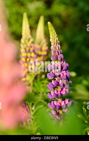 Garten Lupine (Lupinus polyphyllus) Stockfoto