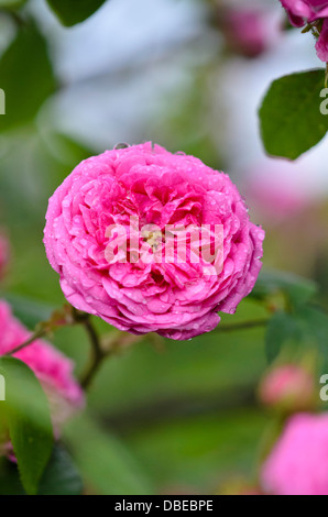 Kohl Rose (Rosa centifolia) x Stockfoto