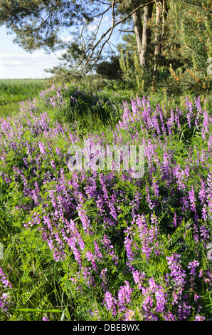 Vogelwicke (vicia cracca) Stockfoto