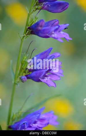 Bart Zunge (Penstemon barbatus 'Beurre nanus Rondo') Stockfoto