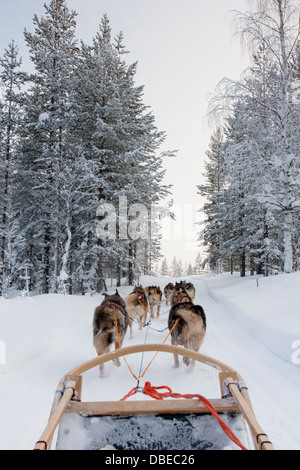 Husky Schlitten durch den Wald von Rovaniemi, Lappland, Finnland. Stockfoto