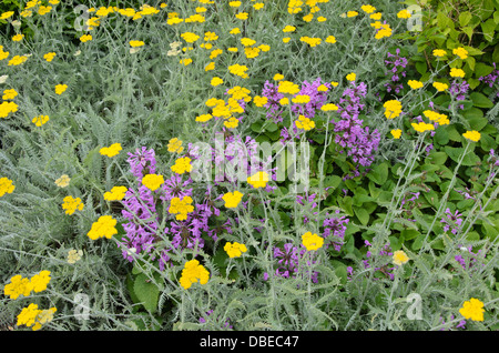 Schafgarbe (Achillea clypeolata) und großen betony (stachys macrantha) Stockfoto