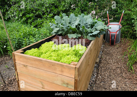 Bett angehoben mit Salat (Lactuca). Design: Marianne und Detlef lüdke Stockfoto