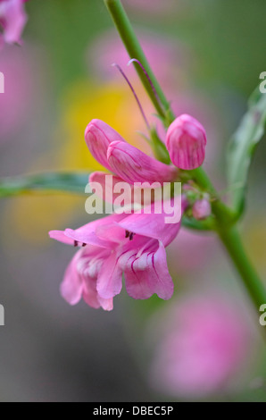 Bart Zunge (Penstemon barbatus 'Beurre nanus Rondo') Stockfoto