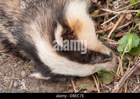 Körper der Toten Dachs auf Feldweg. Stockfoto