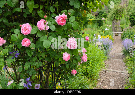 English Rose (rosa Constance Spry) Stockfoto