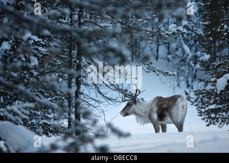 Rentier in Hetta, Enontekio, Finnland. Stockfoto