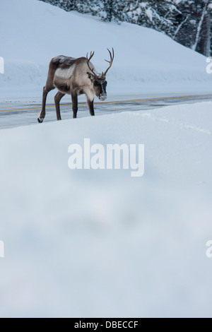 Rentier in Hetta, Enontekio, Finnland. Stockfoto