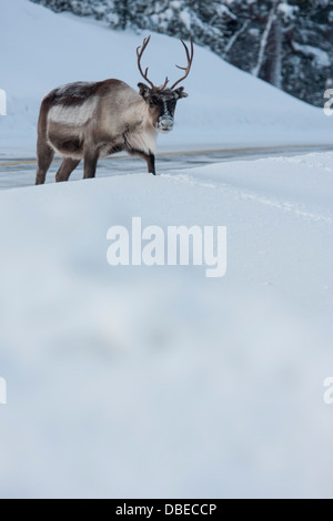 Rentier in Hetta, Enontekio, Finnland. Stockfoto