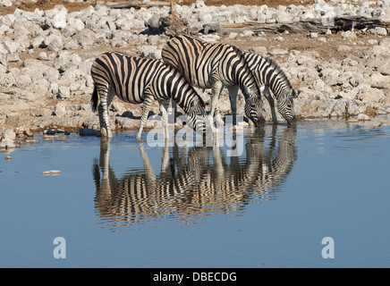 Burchell Zebra trinken vom Wasserloch in Okaukuejo Etosha Nationalpark Namibia Afrika Stockfoto