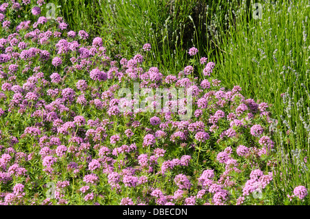 Kaukasische Phuopsis stylosa (crosswort) Stockfoto