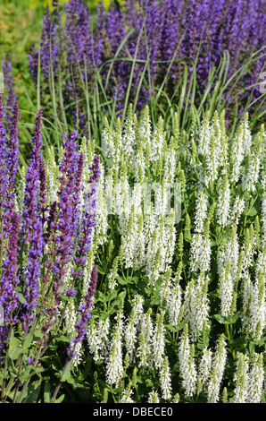 Woodland Salbei (Salvia officinalis 'Adrian') Stockfoto