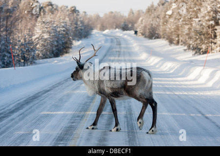 Rentier mitten auf der Straße in Enontekio, Finnland. Stockfoto