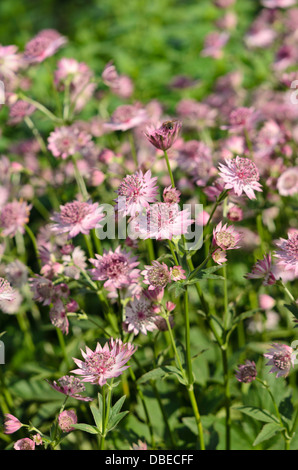 Große masterwort (Astrantia major 'Roma') Stockfoto
