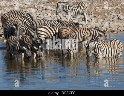 Burchell Zebra trinken vom Wasserloch in Okaukuejo Etosha Nationalpark Namibia Afrika Stockfoto