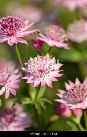 Große masterwort (Astrantia major 'Roma') Stockfoto