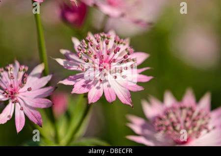 Große masterwort (Astrantia major 'Roma') Stockfoto