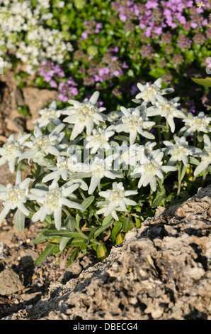 Edelweiss (Leontopodium nivale Syn. Leontopodium alpinum) Stockfoto