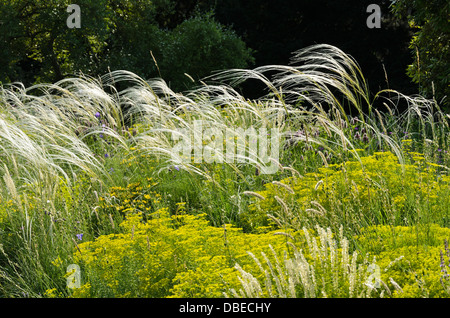 Goldene Feder Gras (stipa pulcherrima) und seguier Wolfsmilch (Euphorbia seguieriana) Stockfoto