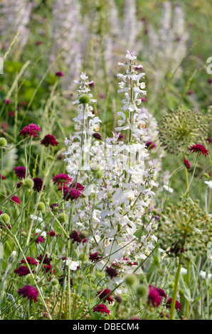 Clary Salbei (Salvia sclarea) und Witwe Blumen (knautia) Stockfoto