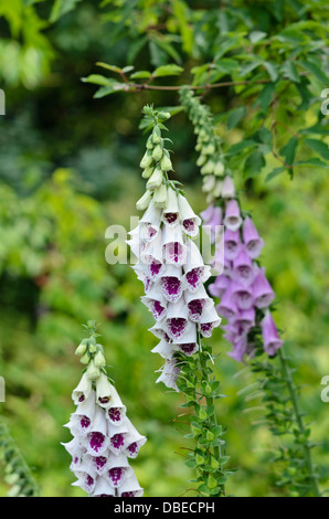 Gemeinsamen Fingerhut (Digitalis Purpurea "PAMS Choice") Stockfoto