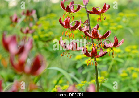 Der Türke cap Lilie (Lilium martagon 'Claude shride') Stockfoto