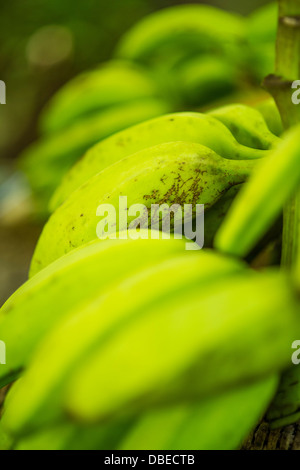 Bündel Bananen auf der Insel St. Lucia, W.I Stockfoto