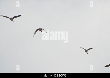 Kanadische Gänse im Flug zu migrieren Stockfoto