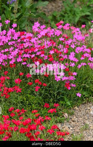 Maiden pink (Dianthus canescens) Stockfoto