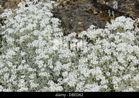 Schnee-im-Sommer (Cerastium tomentosum) Stockfoto